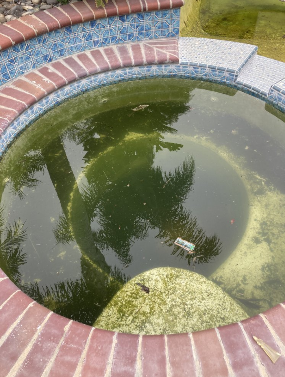 Green pool in Lathrop before EZ Pools service